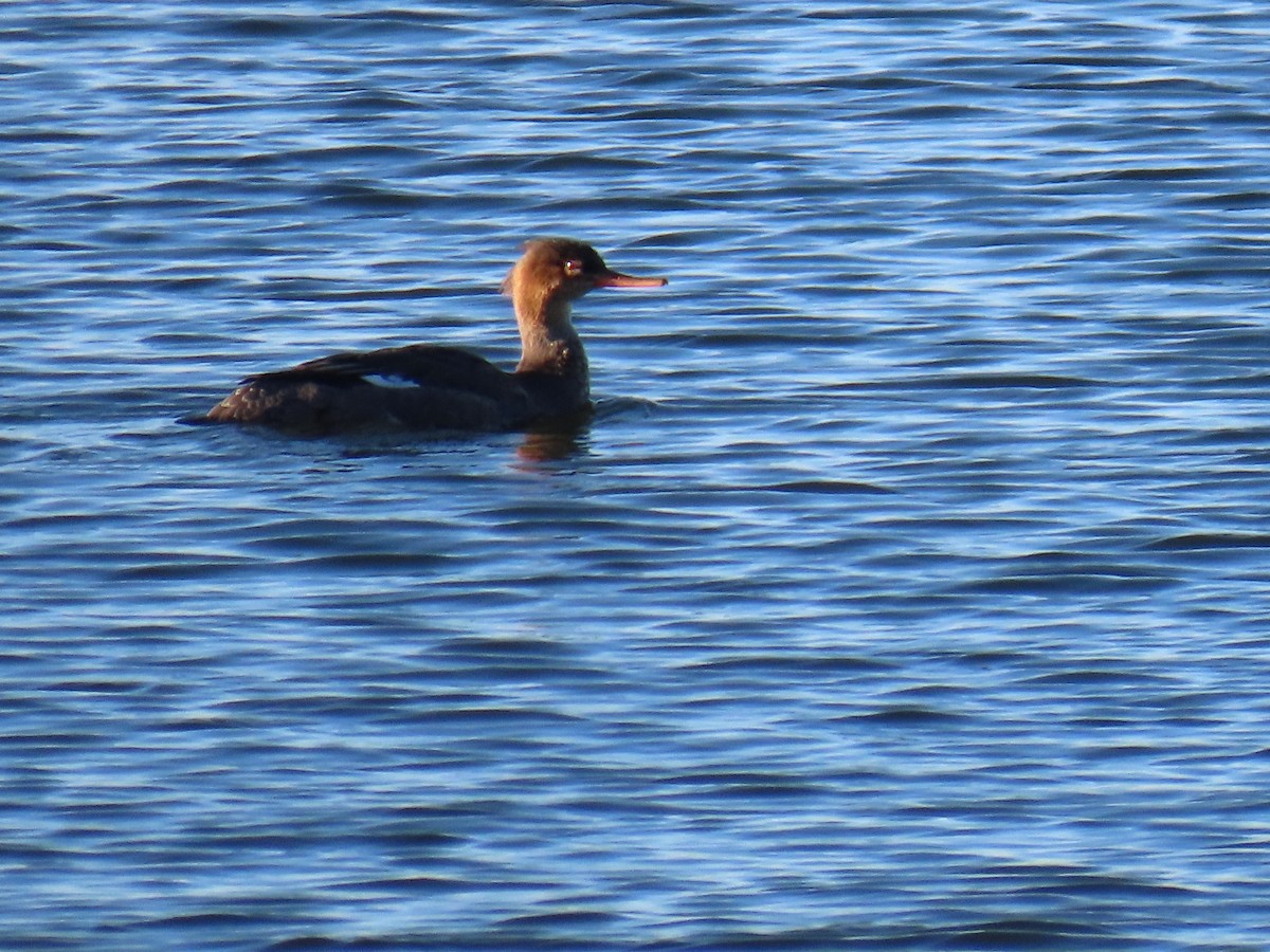 Red-breasted Merganser - ML645992879