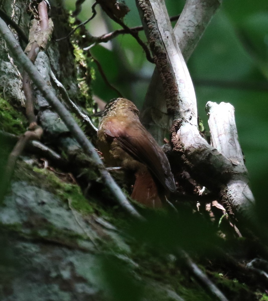 Orinoco Softtail - ML645992881