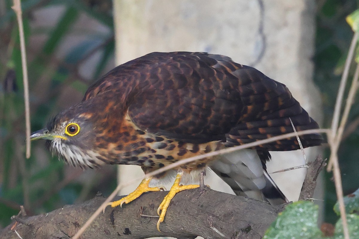 Large Hawk-Cuckoo - ML645992884