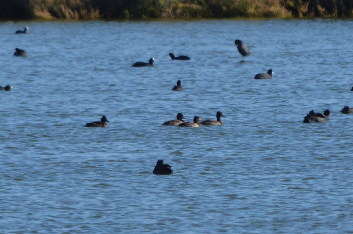 Tepeli Patka - ML645992888