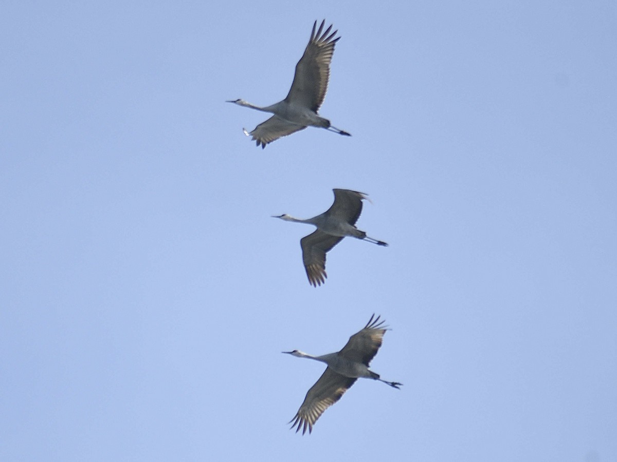 Sandhill Crane - ML645992895