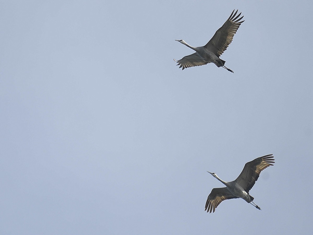 Sandhill Crane - ML645992896