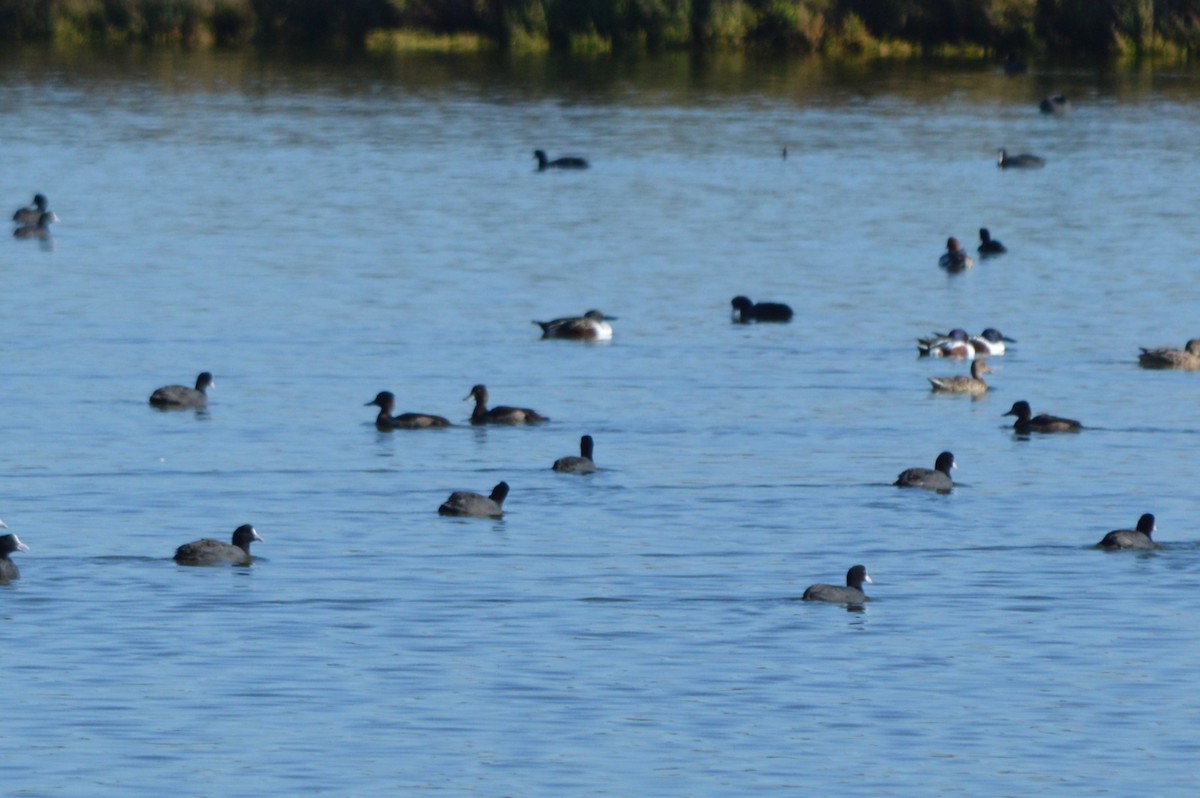 Tepeli Patka - ML645992899