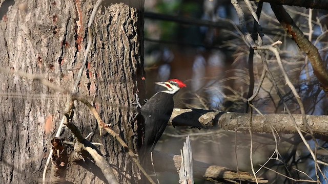 Pileated Woodpecker - ML645992902