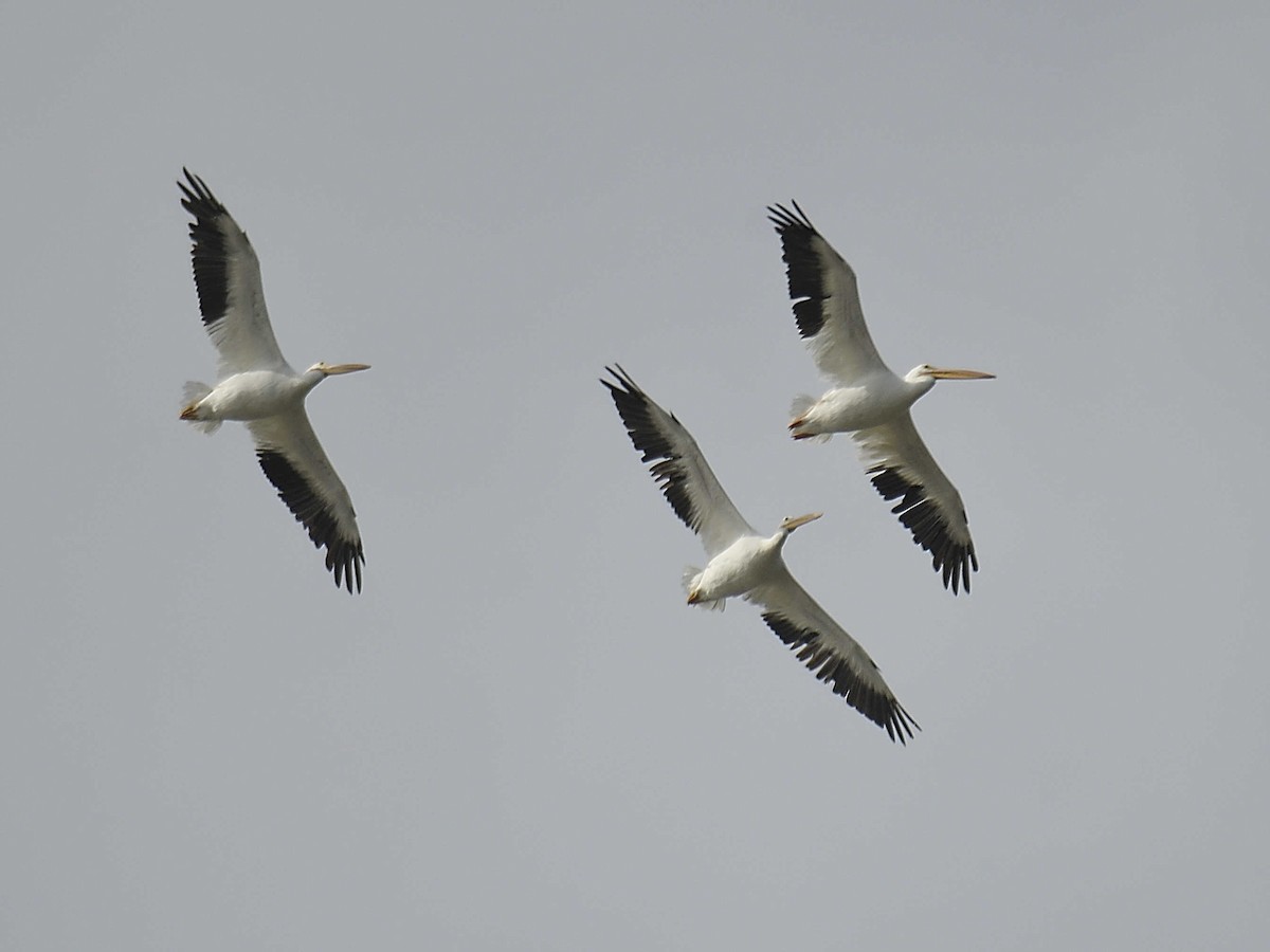 American White Pelican - ML645992903