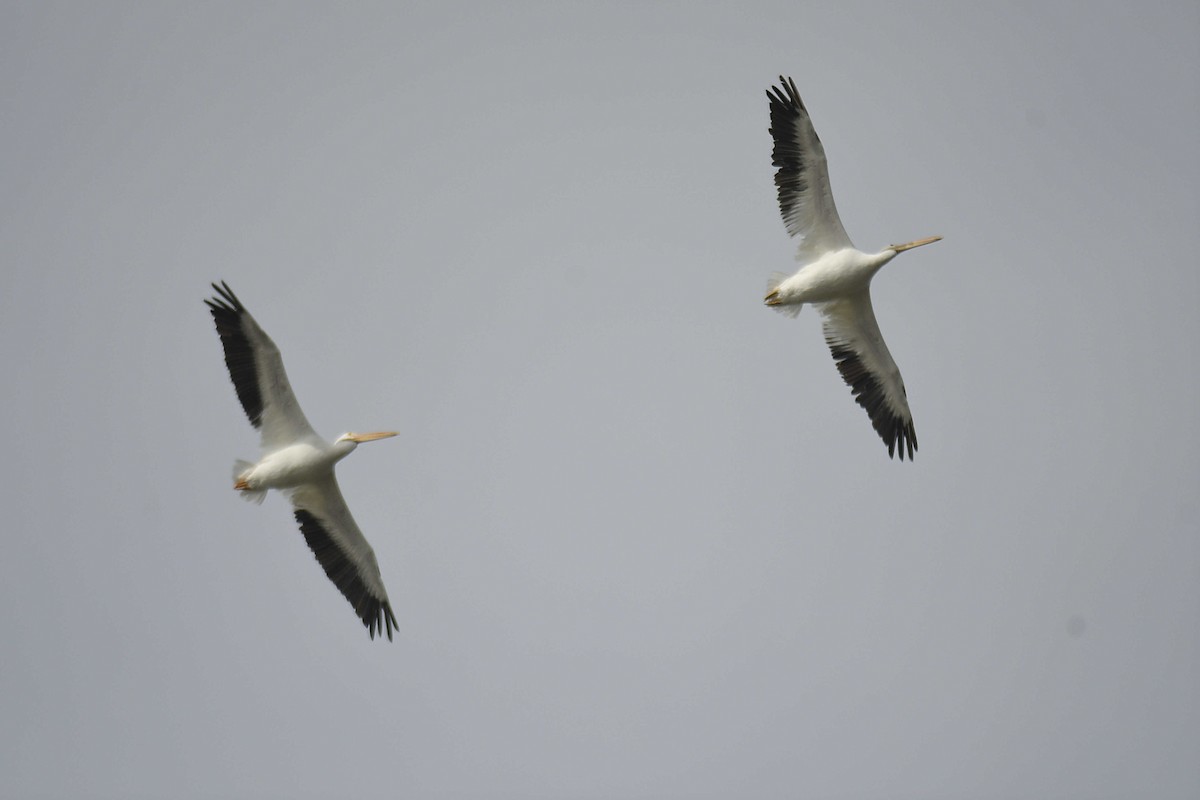American White Pelican - ML645992904