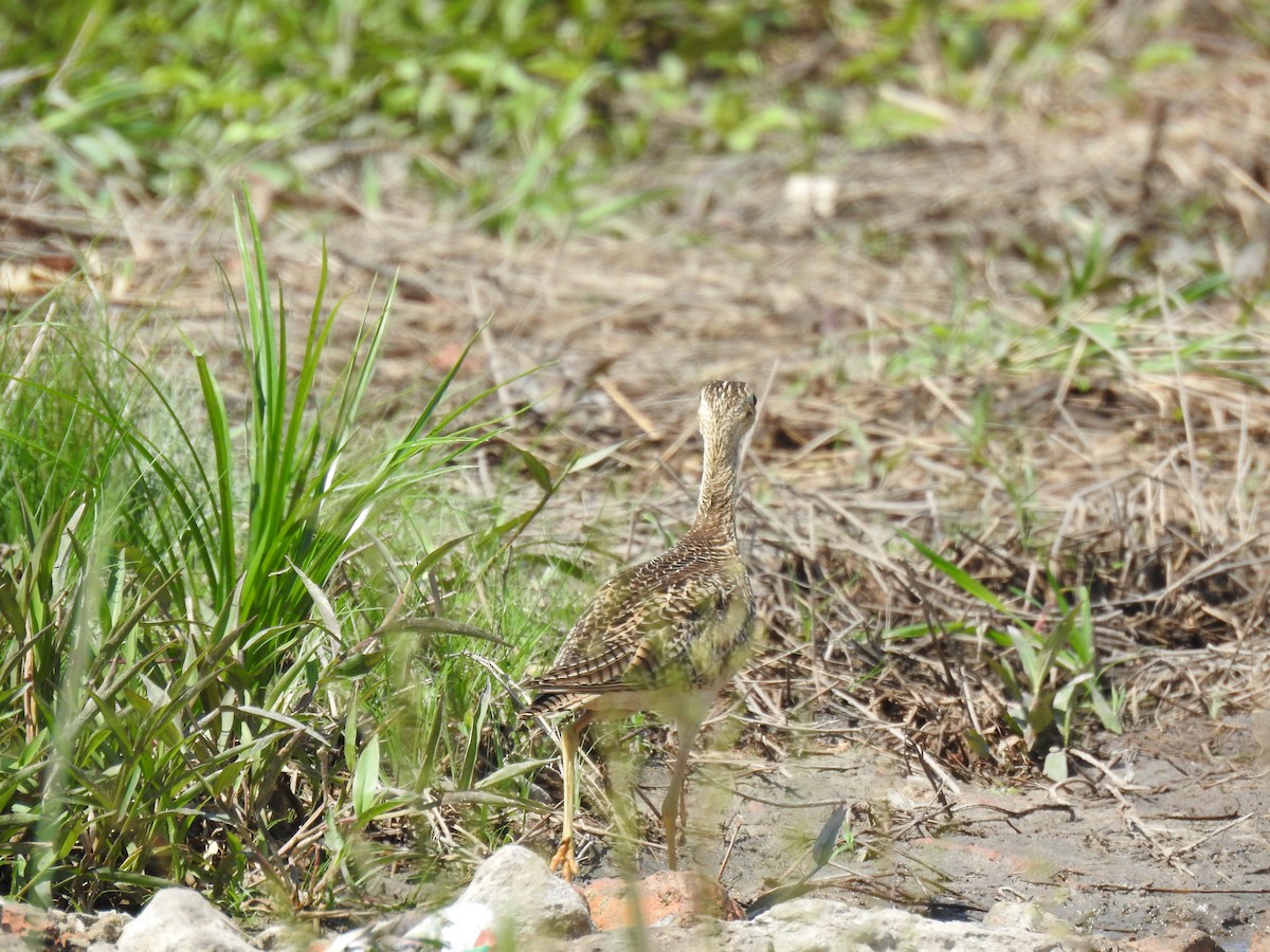 Upland Sandpiper - ML645992913