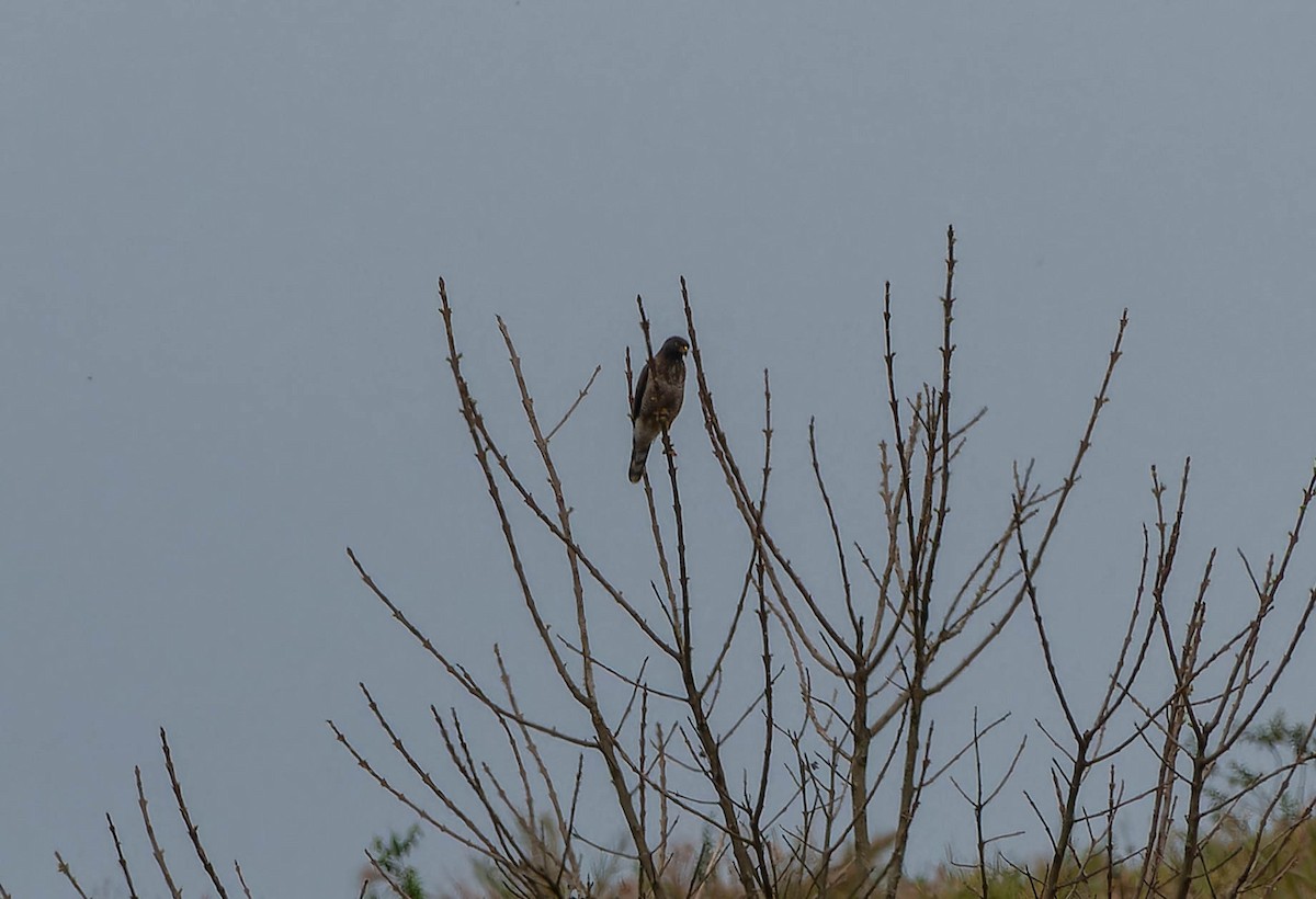 káně krahujová - ML645992915