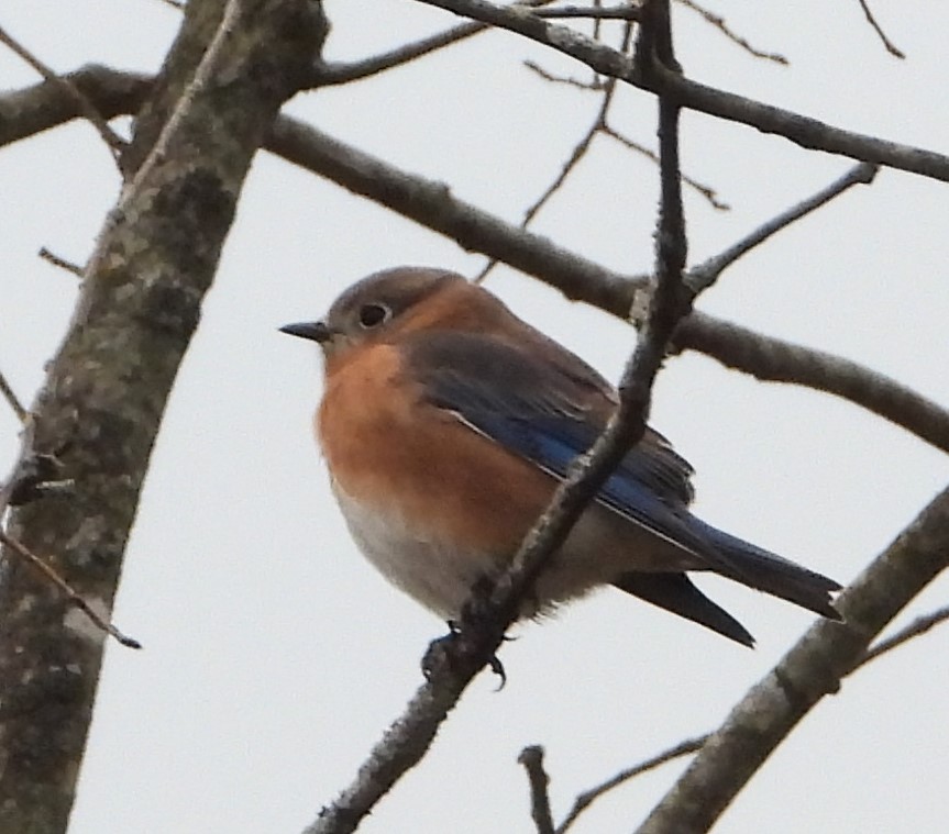 Eastern Bluebird - ML645992916