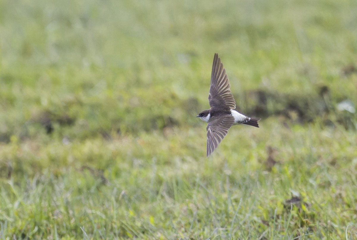 jiřička sibiřská - ML645992917