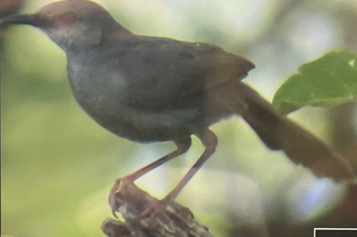 Gray Wren-Warbler - ML645992924