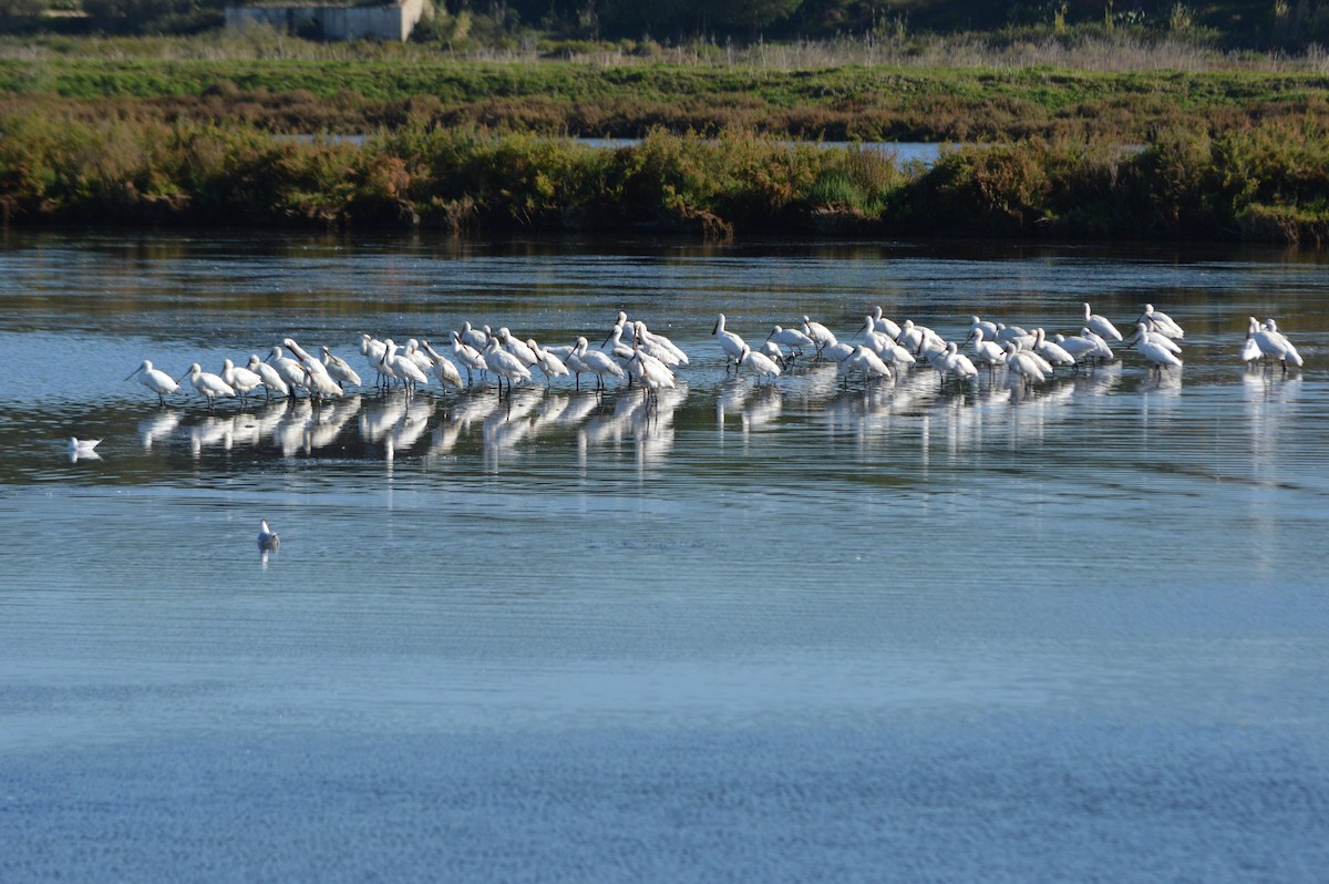 Kaşıkçı - ML645992925