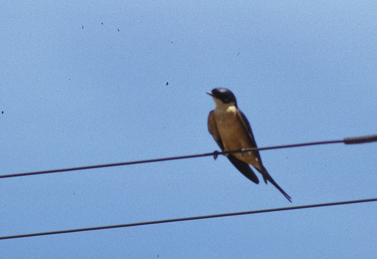 Rufous-chested Swallow - ML645992930