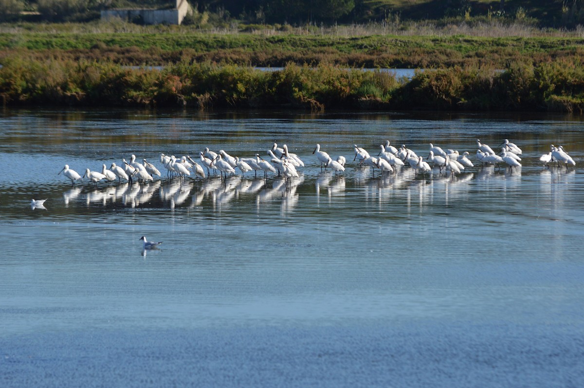 Kaşıkçı - ML645992935