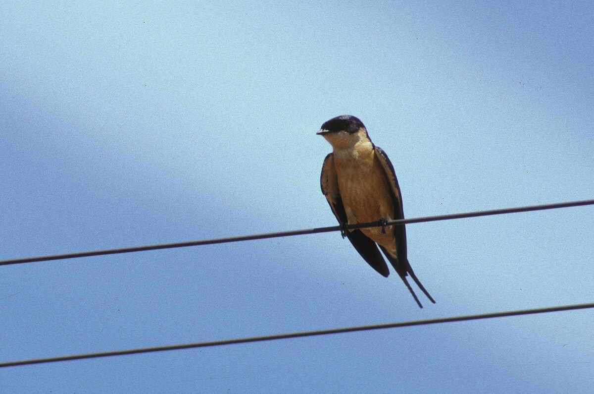 Rufous-chested Swallow - ML645992949