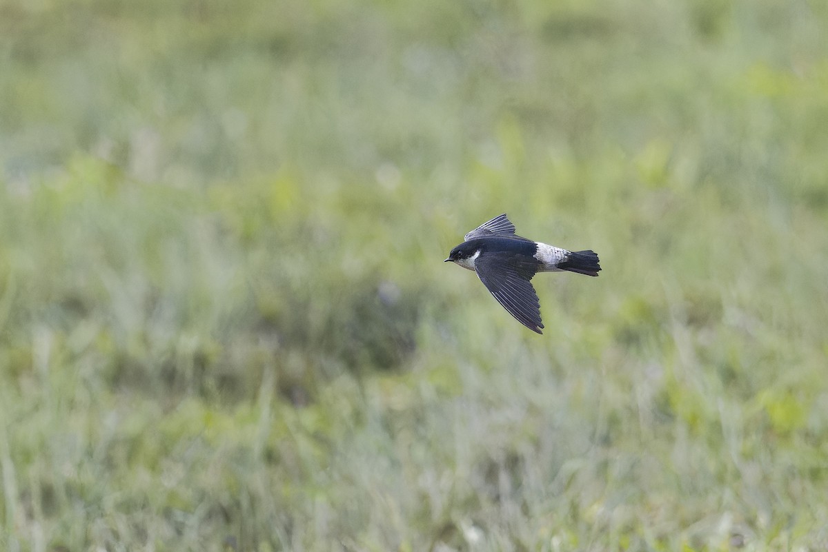 jiřička asijská - ML645992957