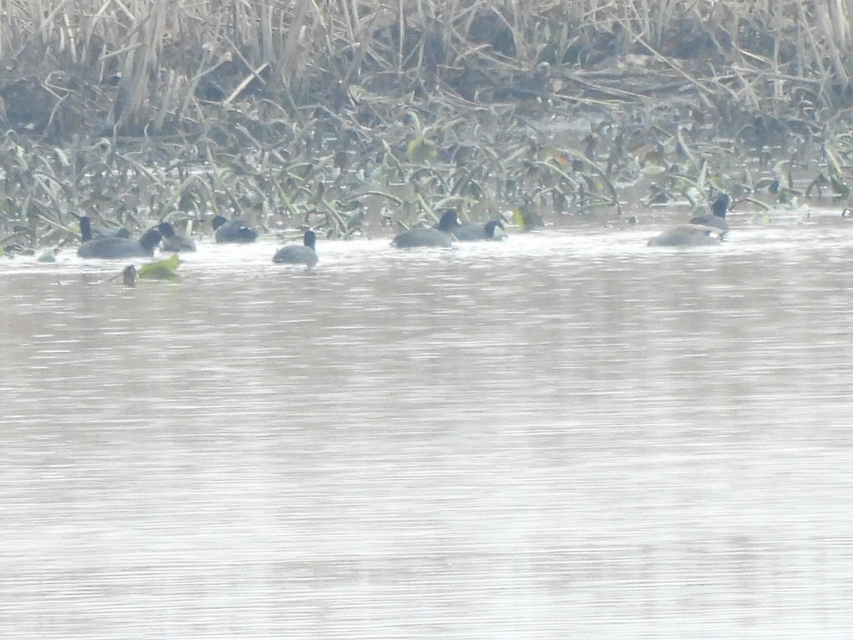 American Coot - ML645992962