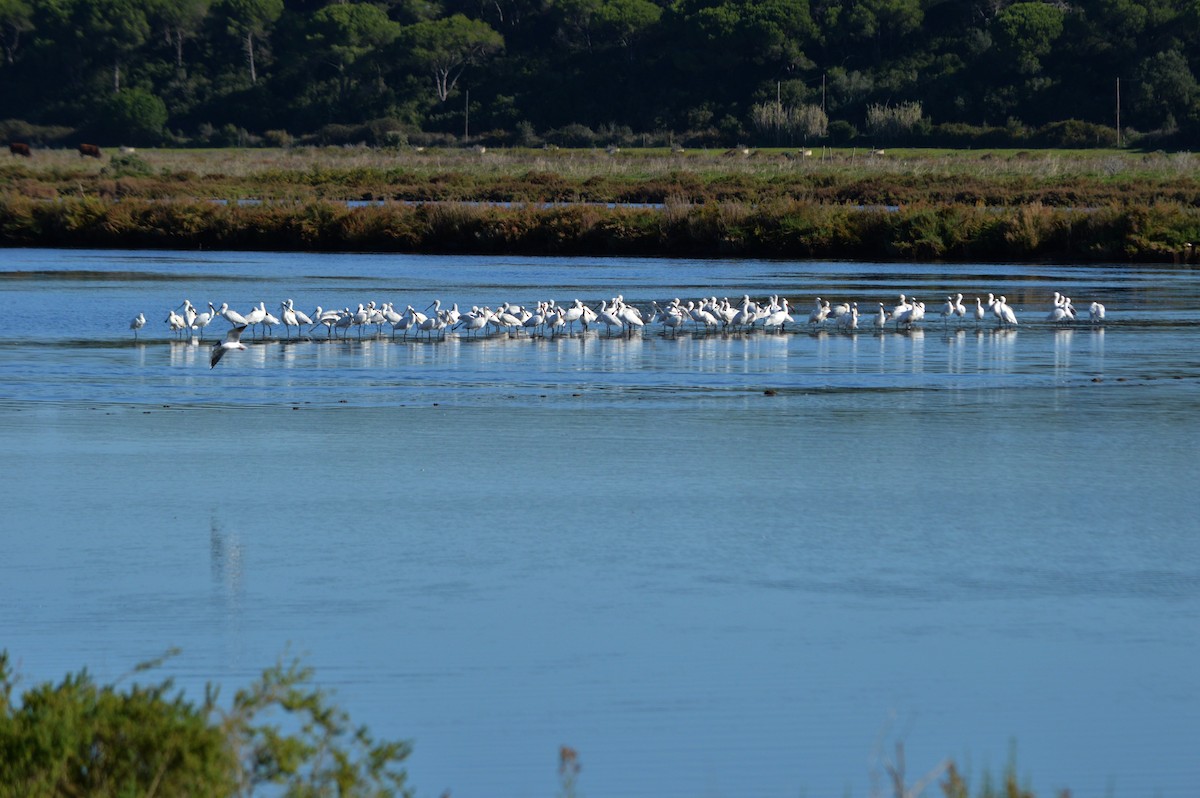 Kaşıkçı - ML645992965