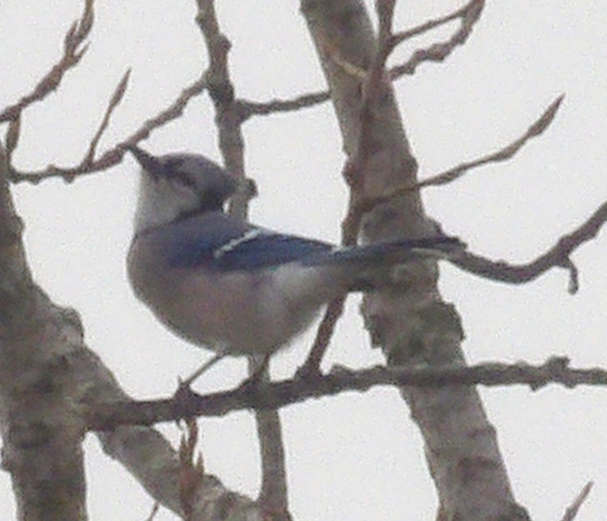 sojka chocholatá - ML645992967