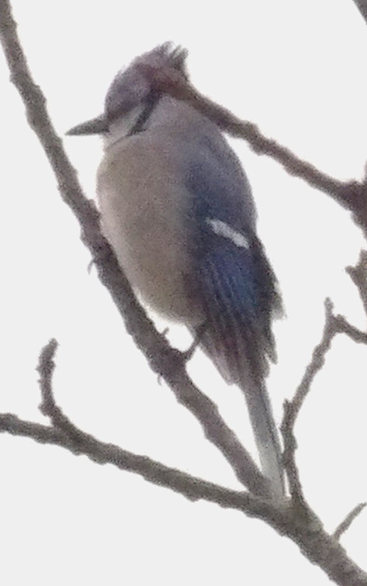 sojka chocholatá - ML645992969