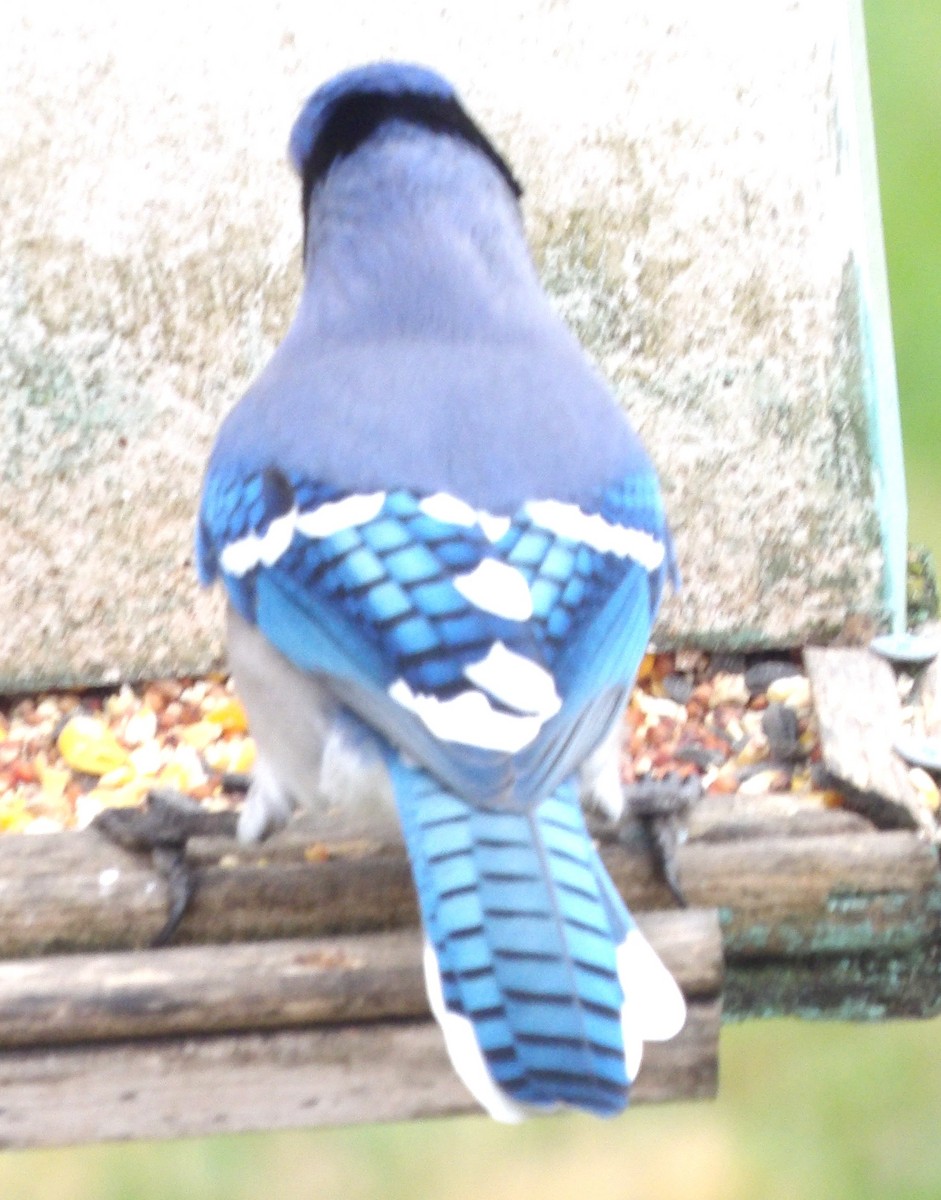 sojka chocholatá - ML645992970