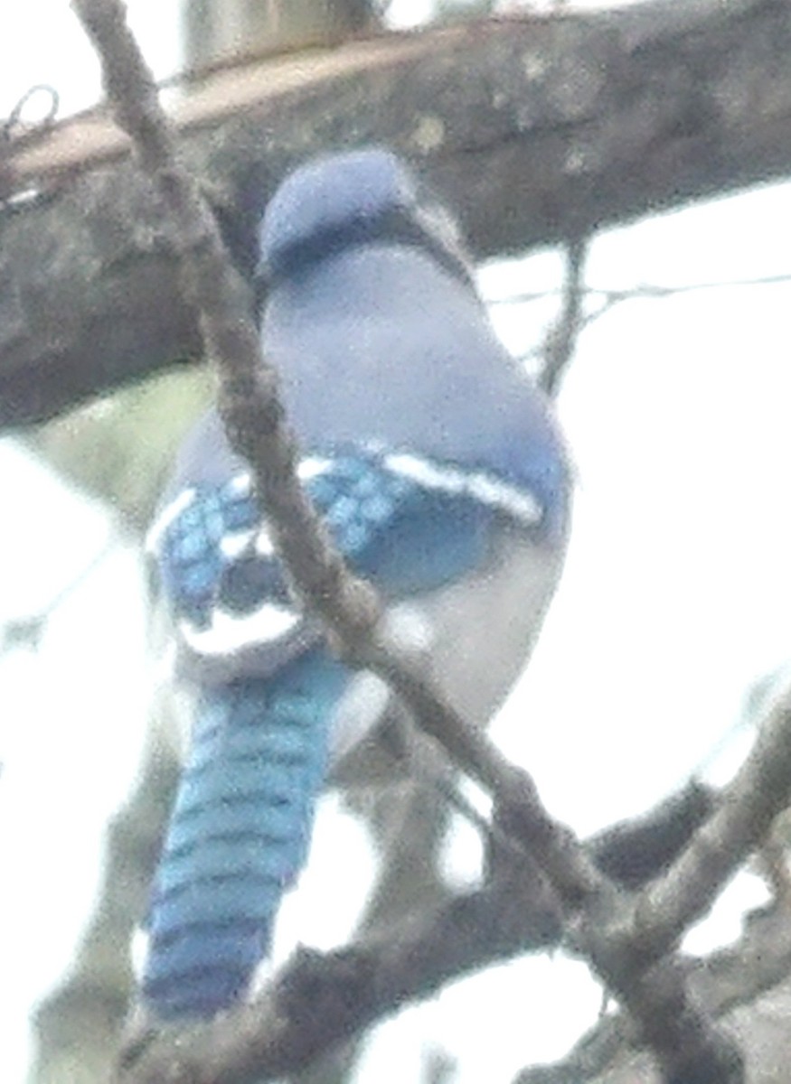 sojka chocholatá - ML645992972