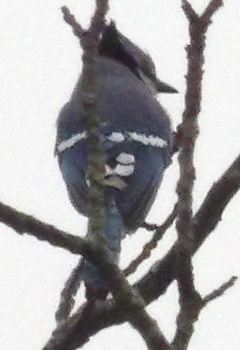 sojka chocholatá - ML645992973