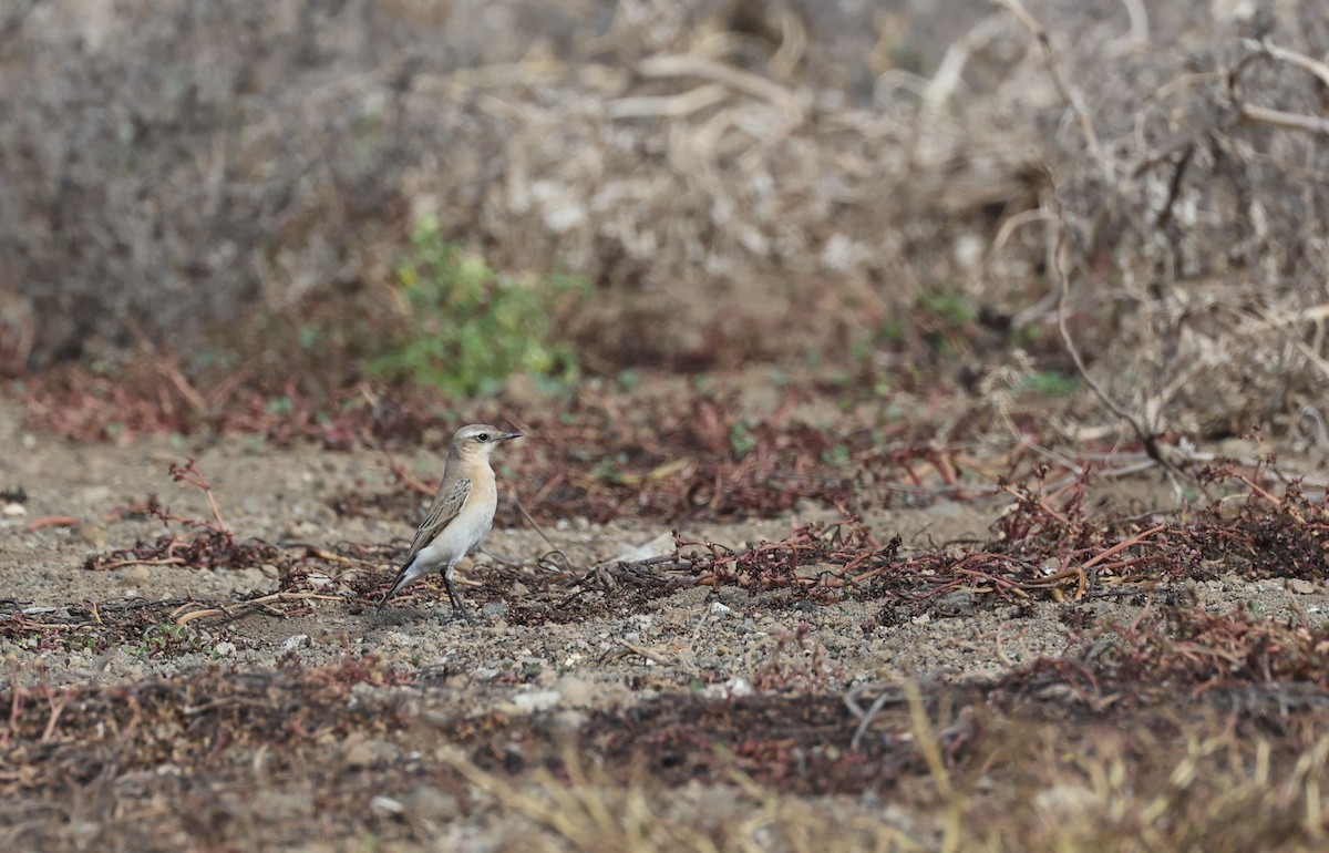 Northern Wheatear - ML645992977