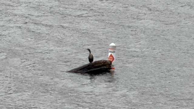 Double-crested Cormorant - ML645992985