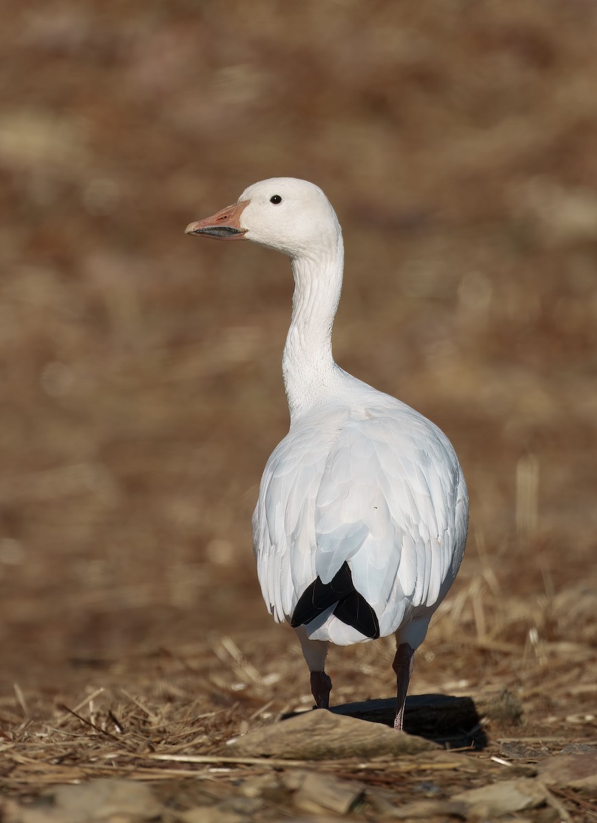Snow Goose - ML645992987