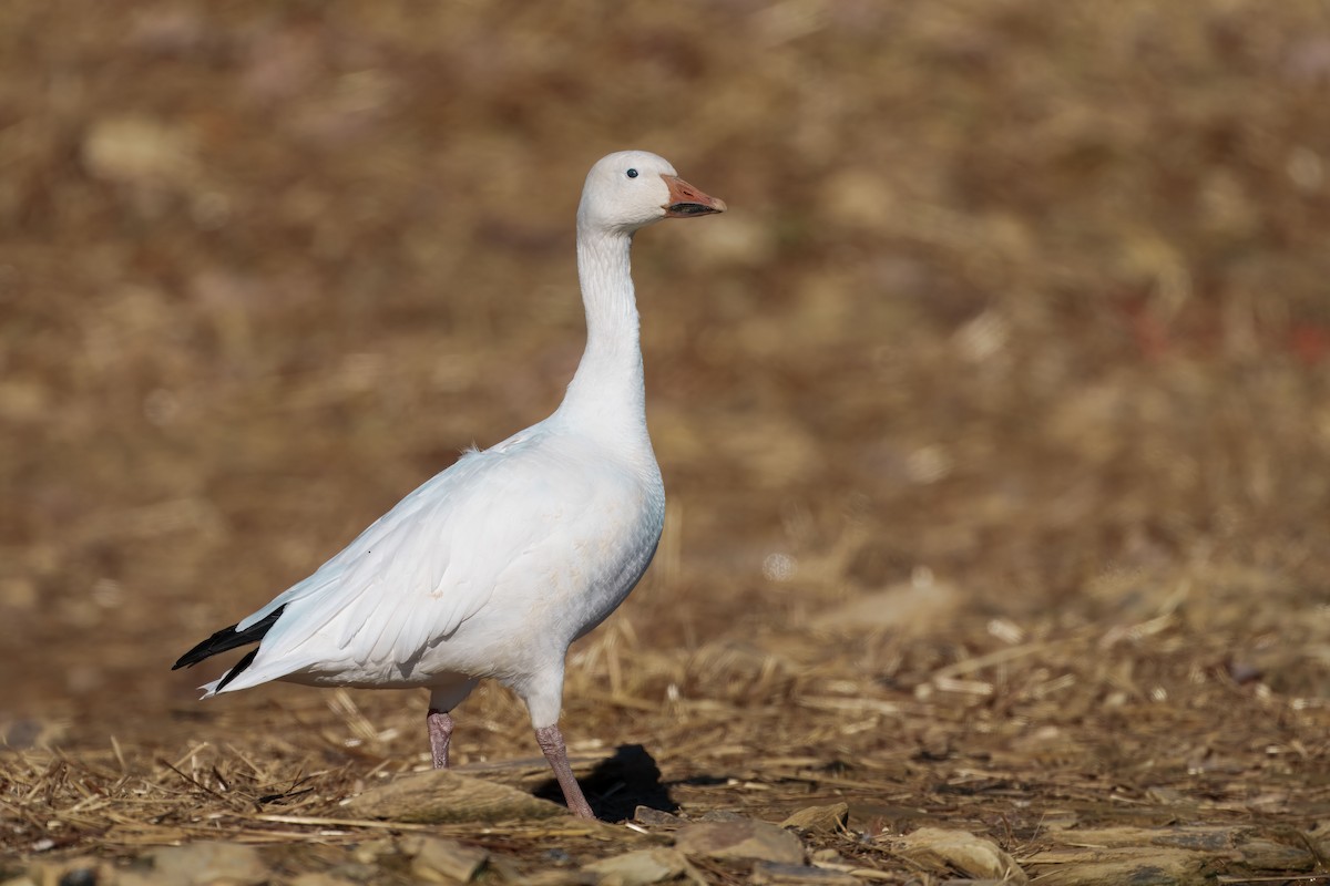 Snow Goose - ML645992988