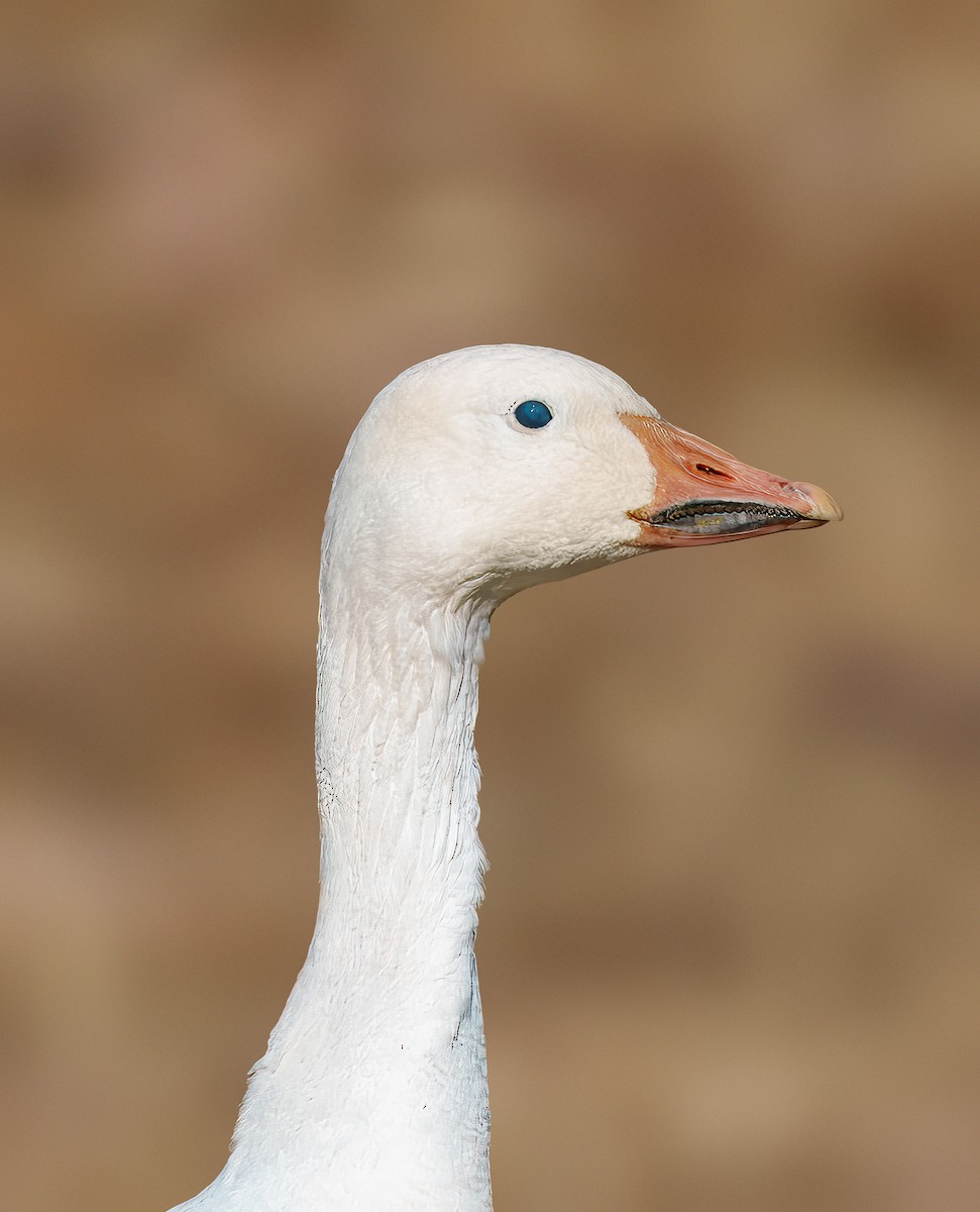 Snow Goose - ML645992989