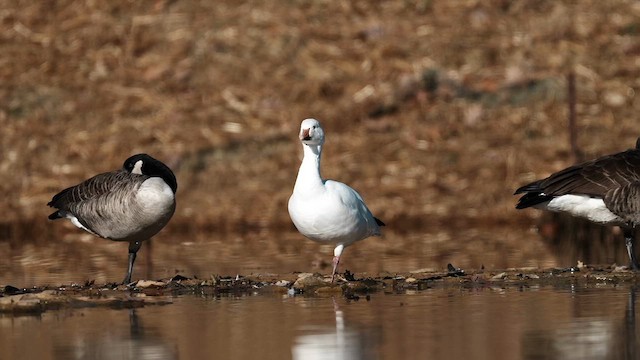 Snow Goose - ML645992990
