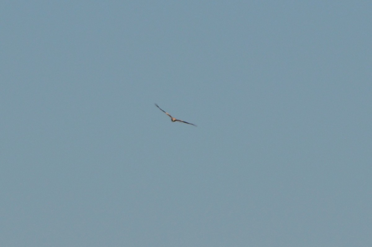 Kızıl Çaylak - ML645992992