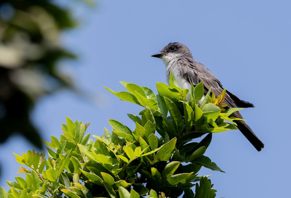 Tirano Oriental - ML645992997