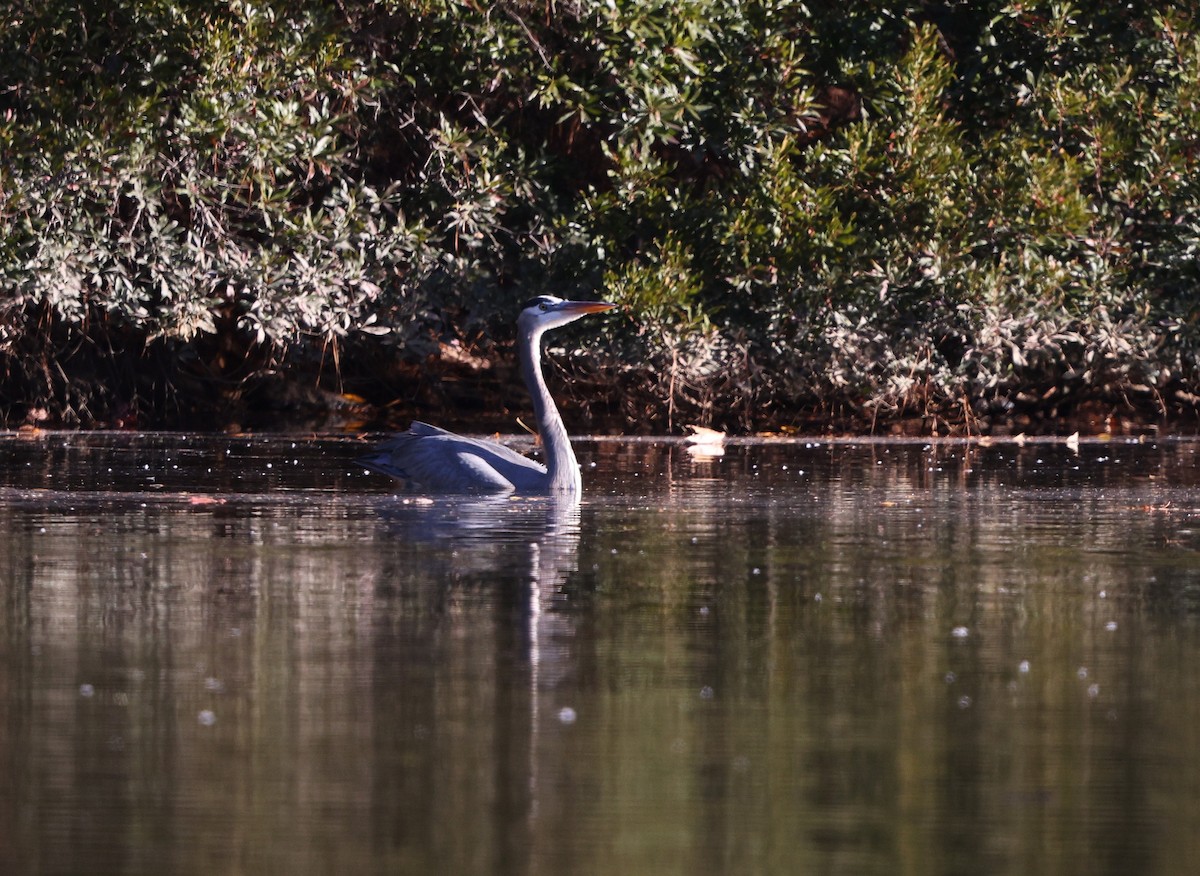 Great Blue Heron (Great Blue) - ML645993005