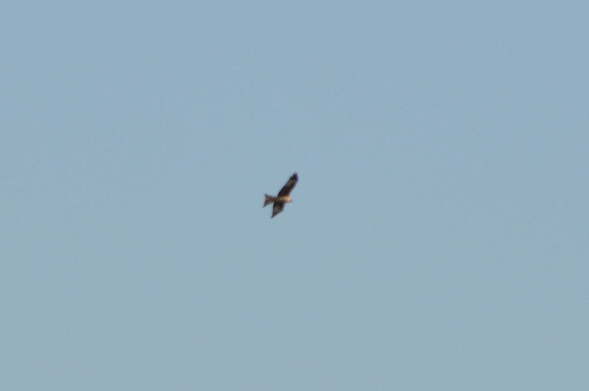 Kızıl Çaylak - ML645993007