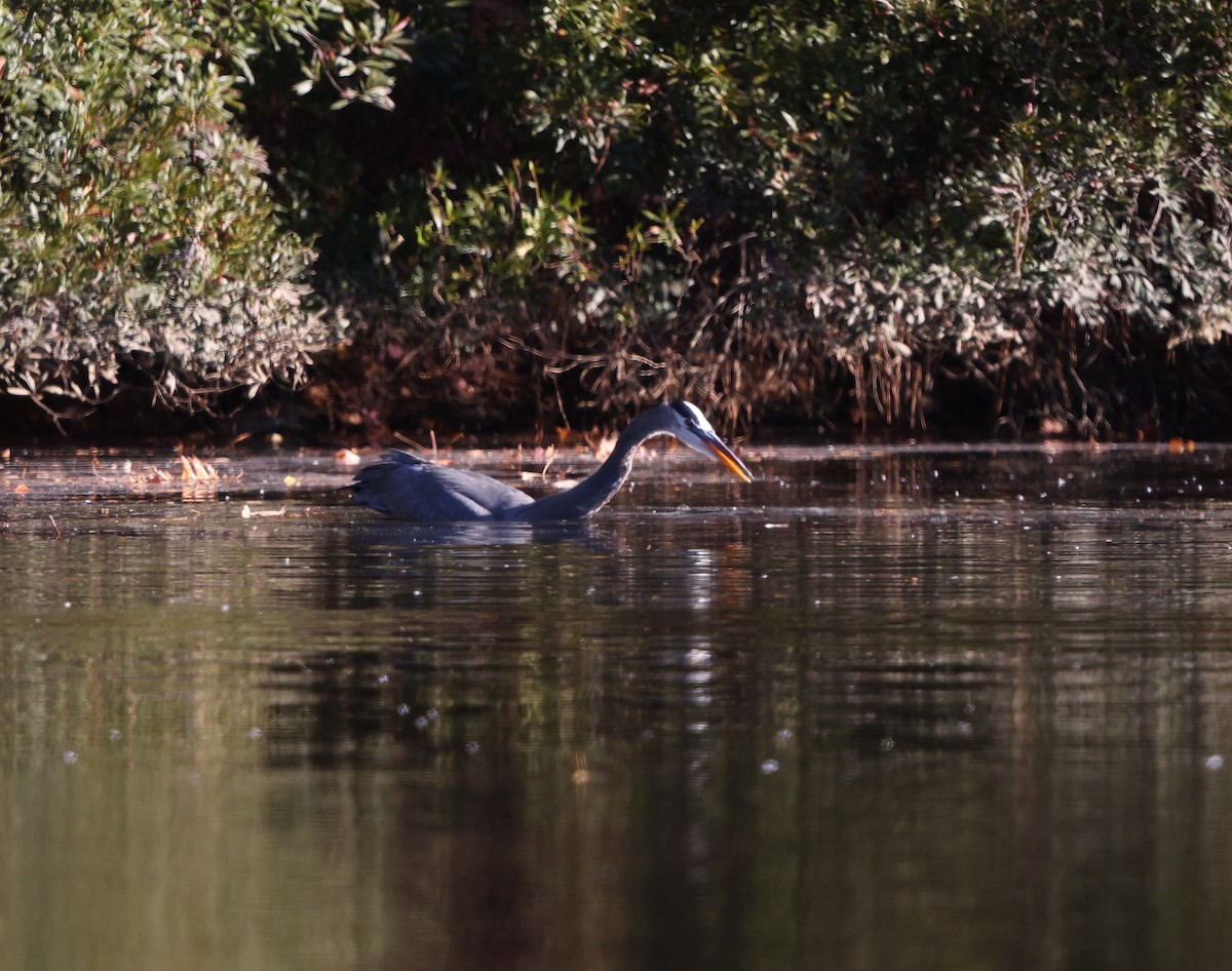 Great Blue Heron (Great Blue) - ML645993014