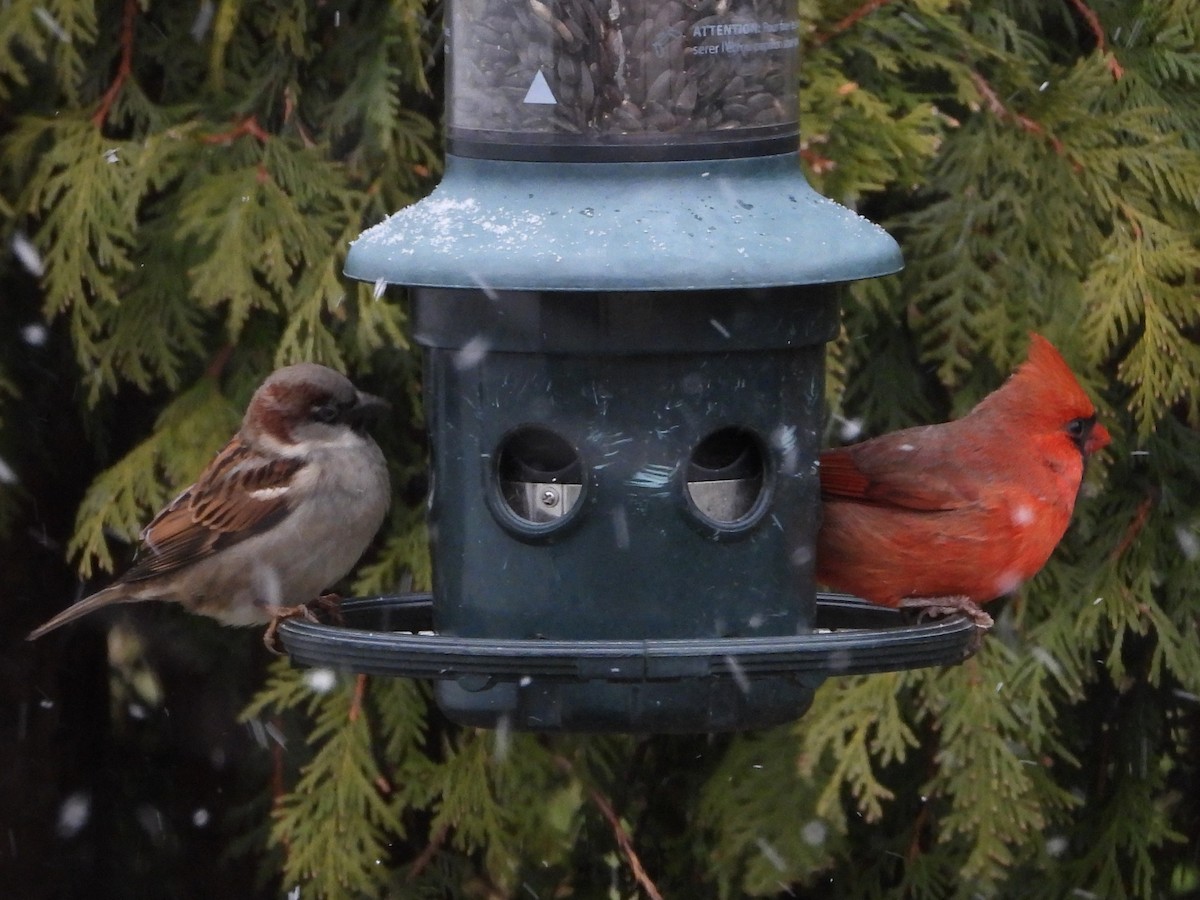 ショウジョウコウカンチョウ - ML645993017
