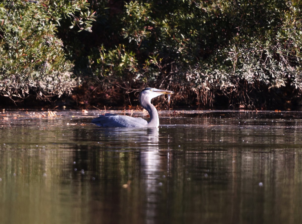 Great Blue Heron (Great Blue) - ML645993018