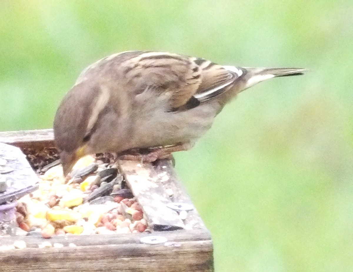 Gorrión Común - ML645993039