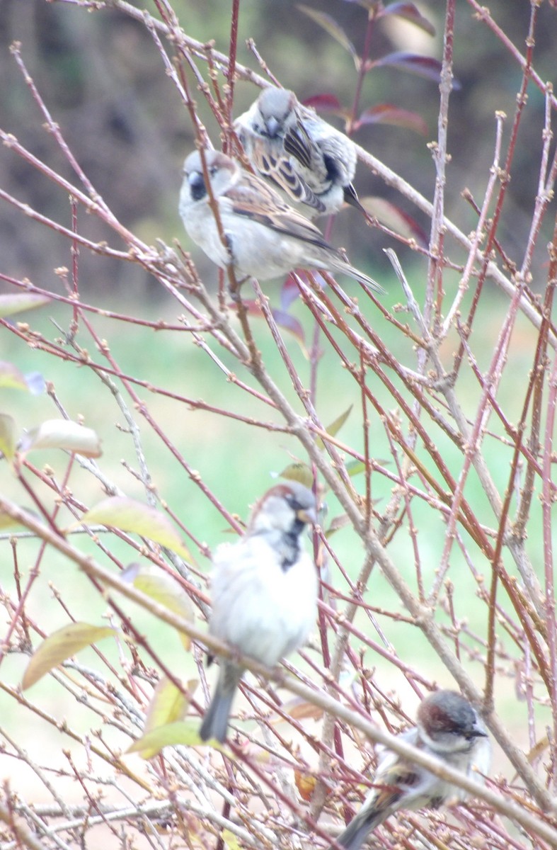 Gorrión Común - ML645993040