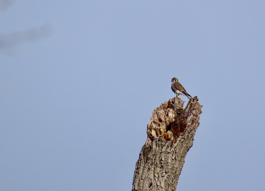American Kestrel - ML645993042