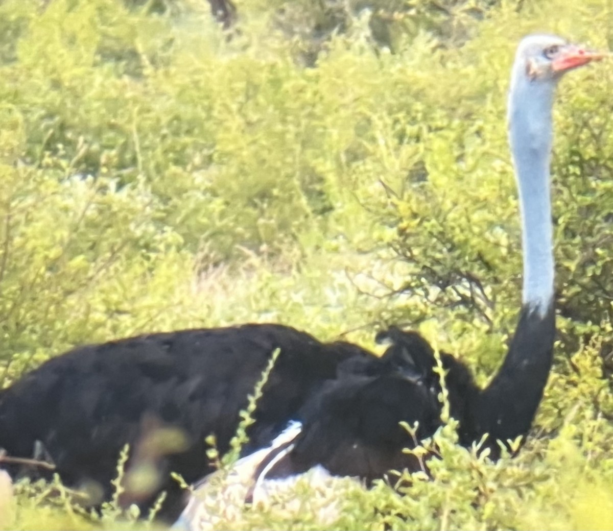 Somali Ostrich - ML645993043