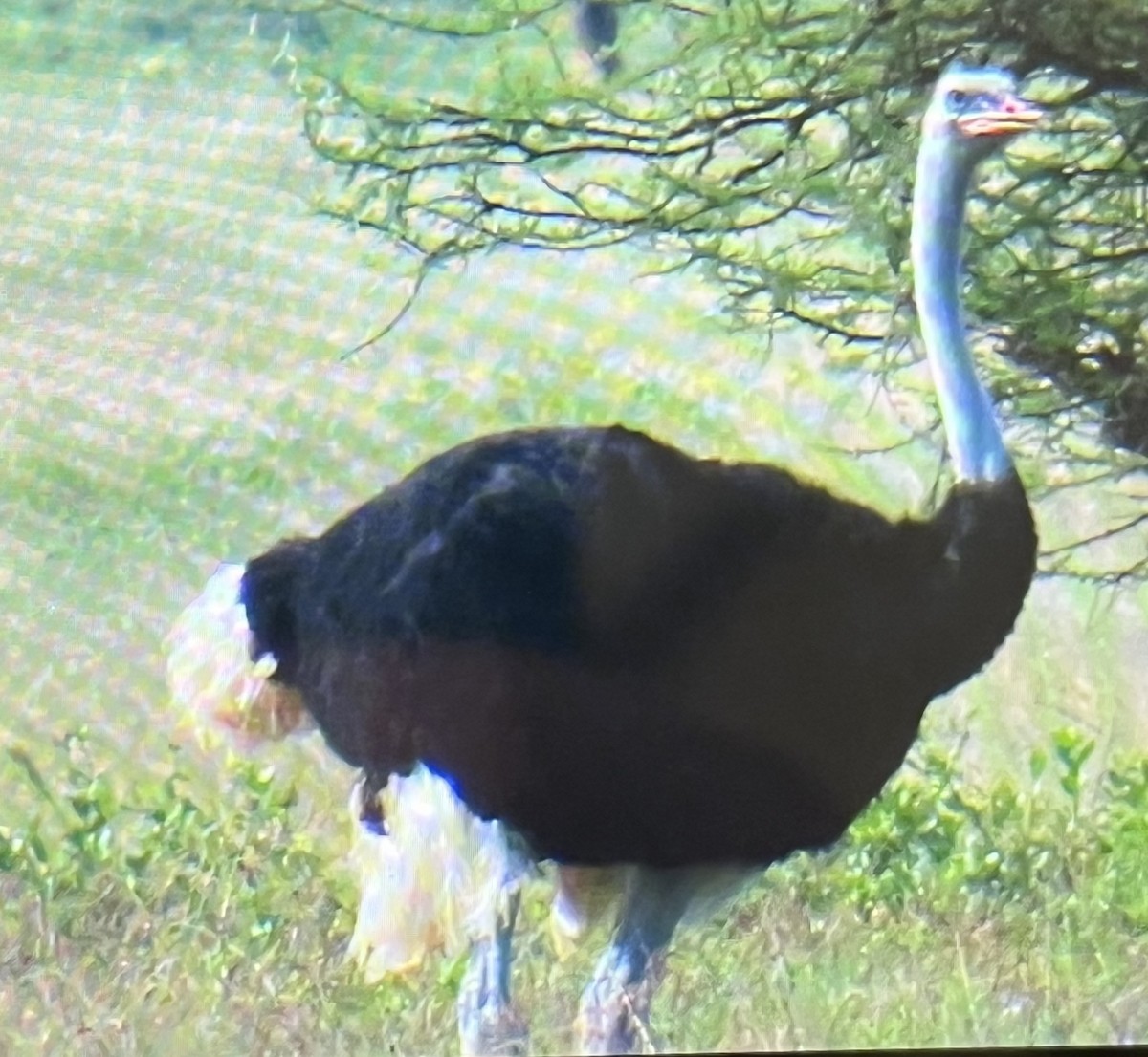 Somali Ostrich - ML645993044