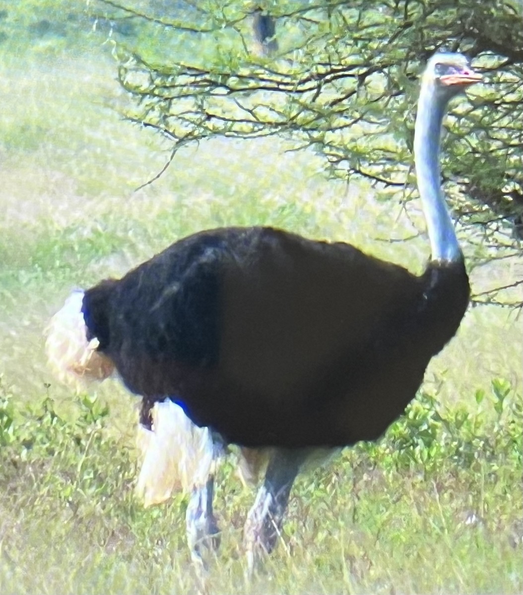 Somali Ostrich - ML645993045