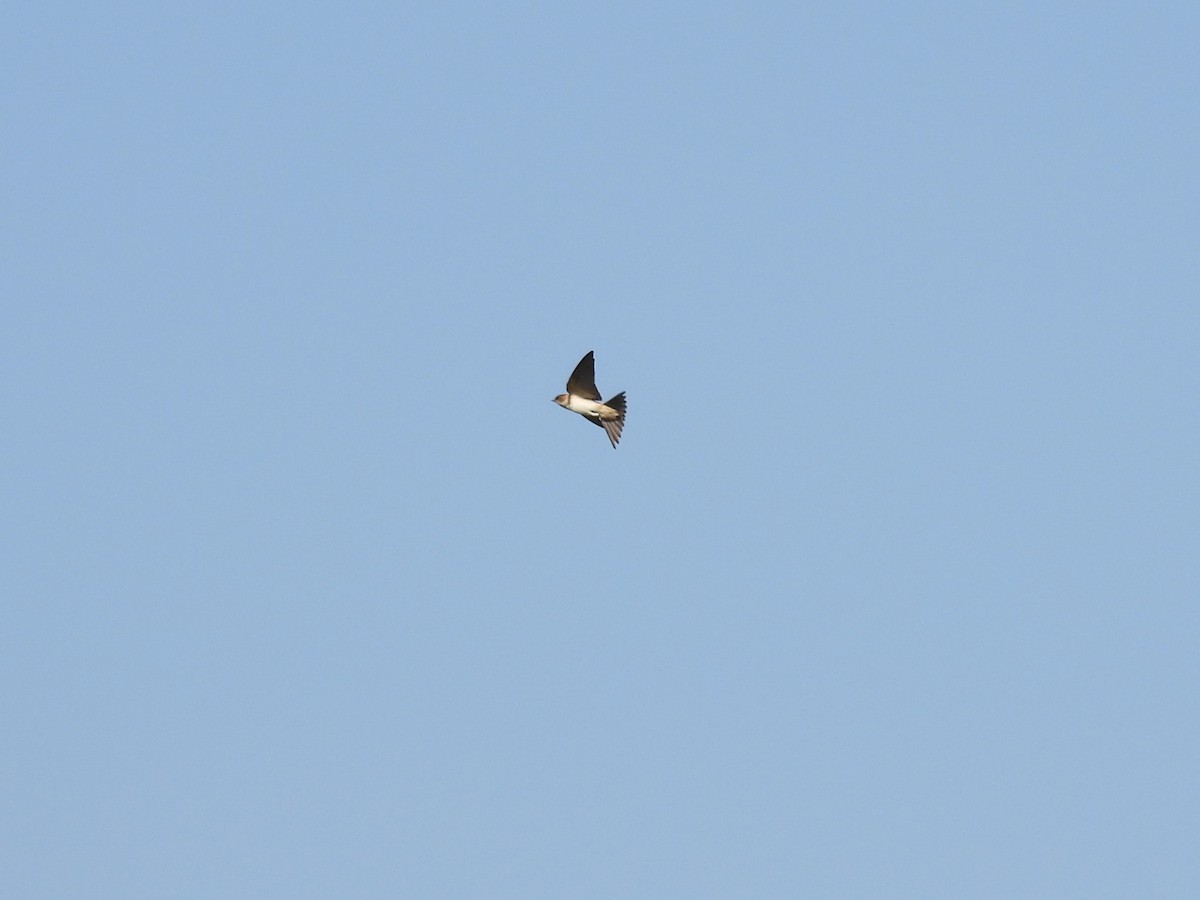 Streak-throated Swallow - ML645993053