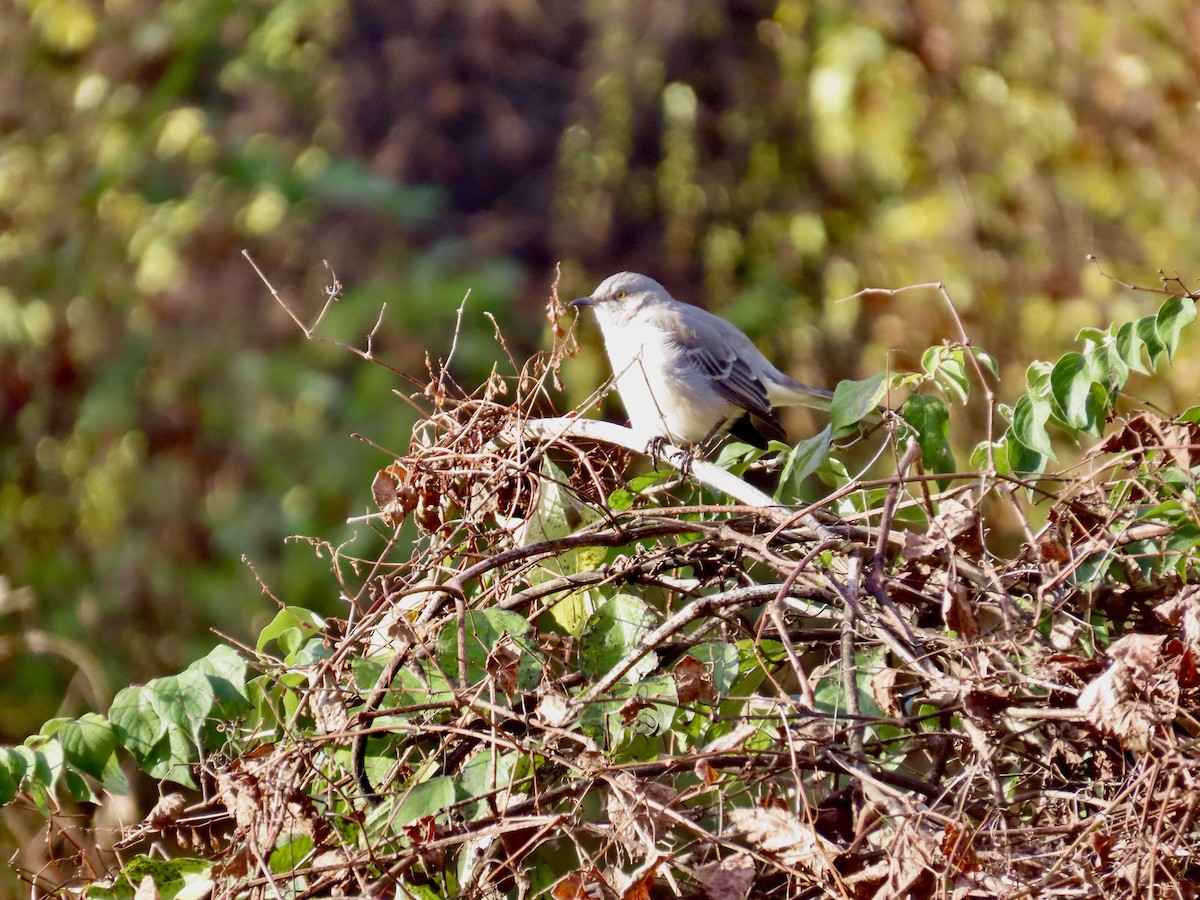 Northern Mockingbird - ML645993056