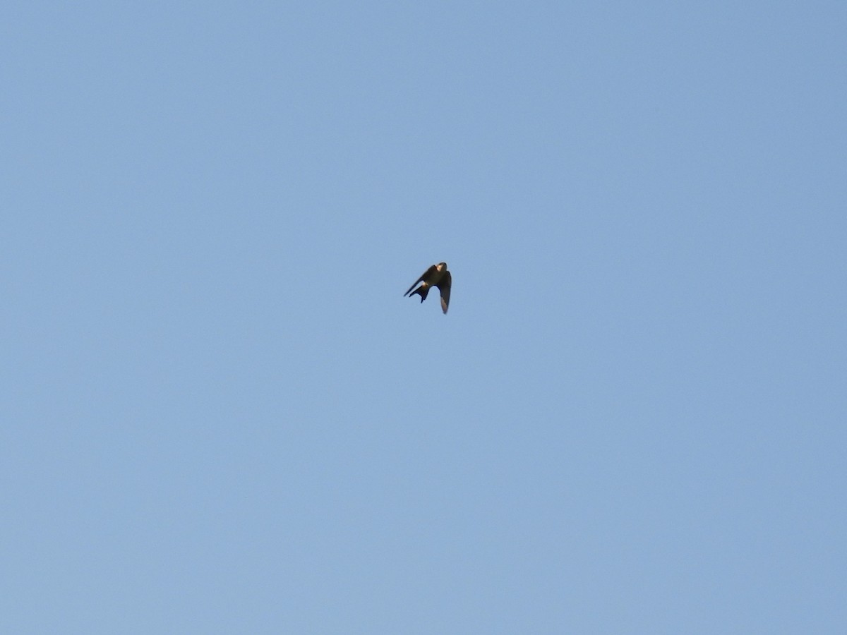 Eastern Red-rumped Swallow - ML645993064