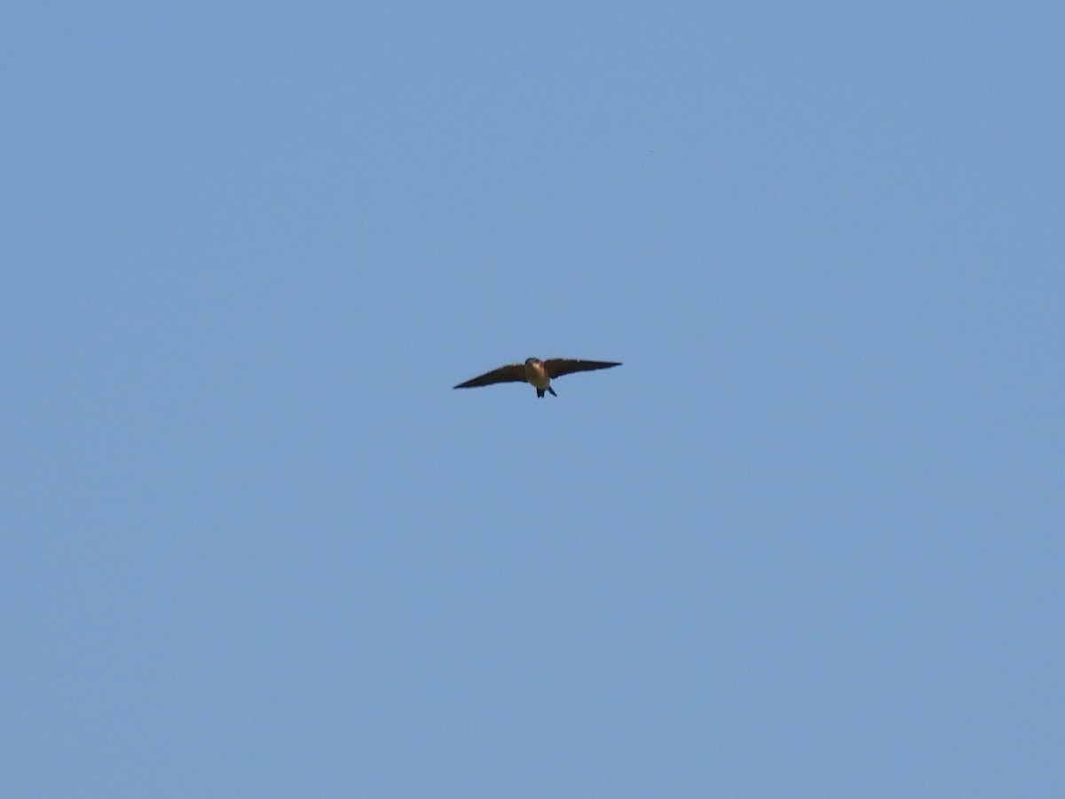Eastern Red-rumped Swallow - ML645993065